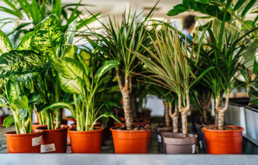 Office and Commercial Plants